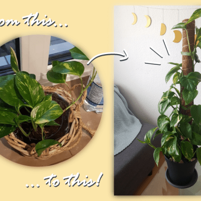 4 Plant Growth Updates: Then vs Now&nbsp;🌱